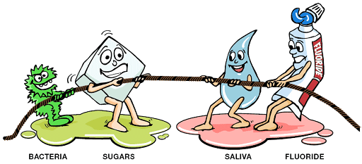 Tug of War Between Bacteria and Sugars Versus Saliva and Fluoride