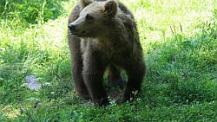BEAR2