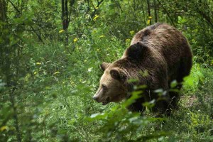 Bulgaria, Belitsa | 2014 07 25 | Release of female bear Gabriela at the Dancing Bears Park | Female bear Gabriela was rescued by FOUR PAWS from the zoo of Plovdiv, Bulgaria. She was born in 1996 and was a fromer circus bear, who was too hard to train and as consequence in 2000 was donated to the zoo of Plovdiv. Since then she has been living in an enclosure of merely 15 sq. m. Several months after she was accommodated in the zoo, she was injured by another bear and lost one of her front legs. FOUR PAWS took Gabriela together with male bear Nasko (b. 1988) and accommodated them at the Dancing Bears Park for 1.5 years, while their enclosure at the zoo was being repaired and expanded. Here: after living all her life in a concrete cage, Gabrilea is released in an open enclosure at the Dancing Bears Park and makes her first steps under open air and on grass.