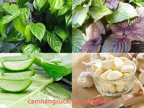 7 Cách điều trị sùi mào gà tại nhà bằng phương pháp dân gian