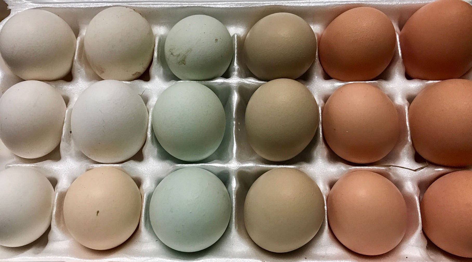 The Garden Hen Houston's Premier Coop Builders