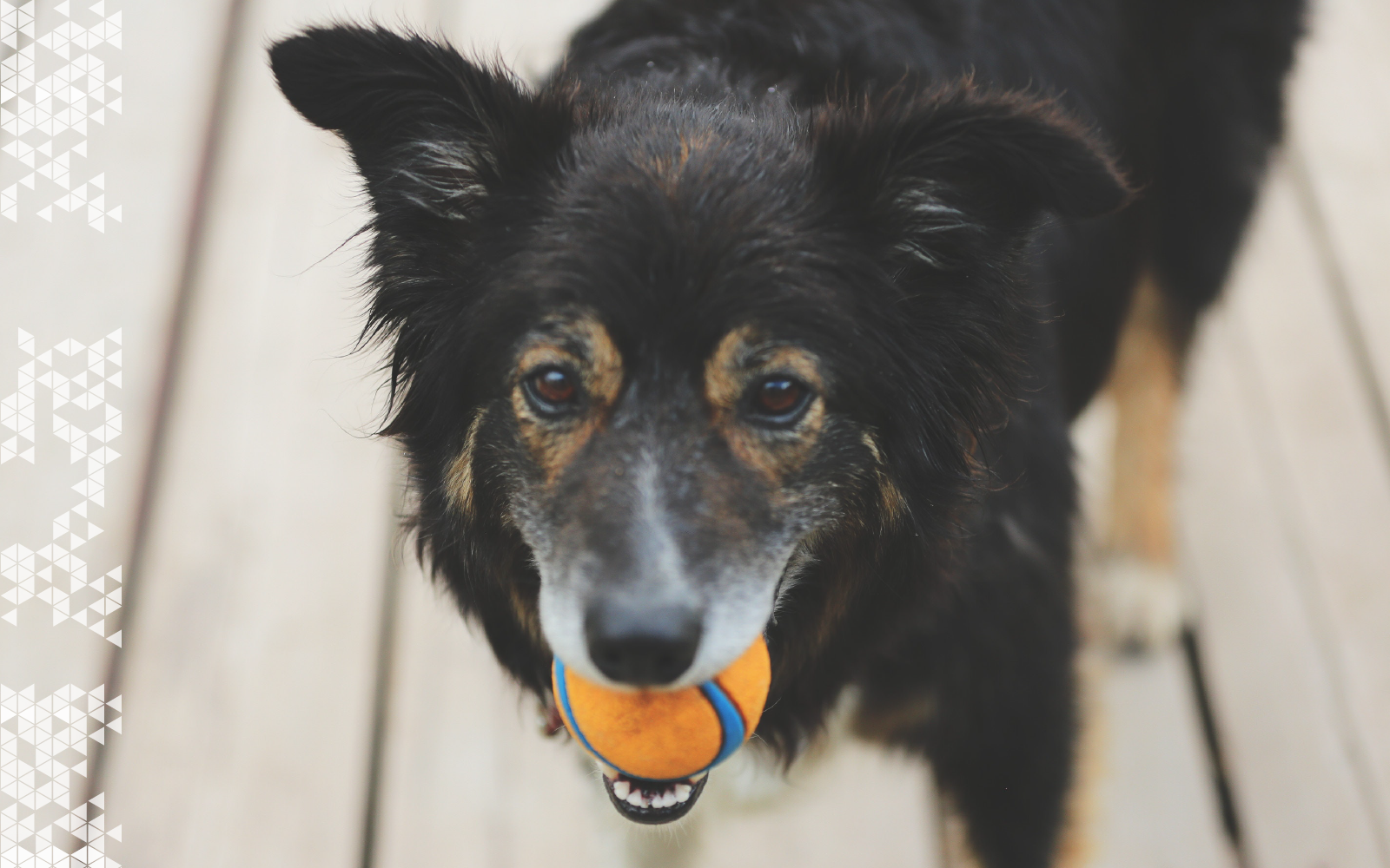 Dog Communication