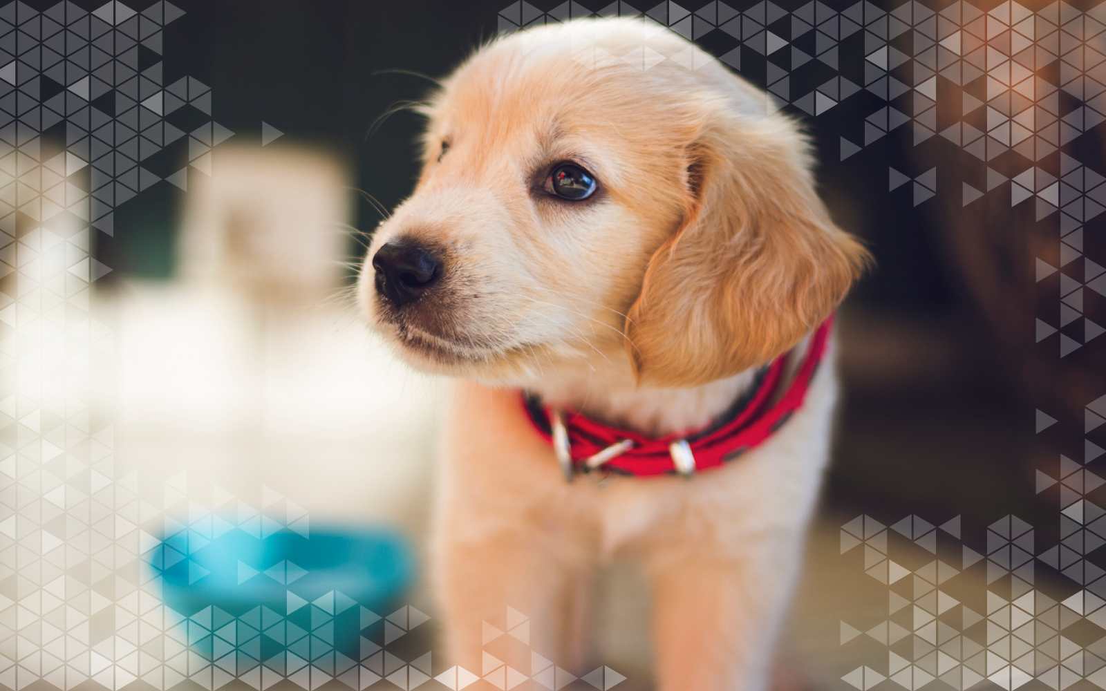 Puppy.png