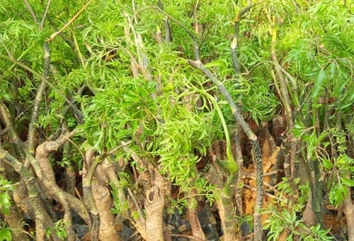 Cay dinh lang