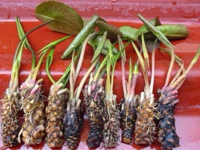 Thần dược" củ cây hoa súng chữa bệnh yếu sinh lý nam giới?