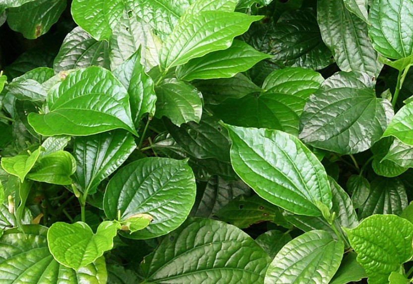 Lá lốt chữa bệnh gì, lá lốt có tác dụng gì – Công dụng của lá lốt