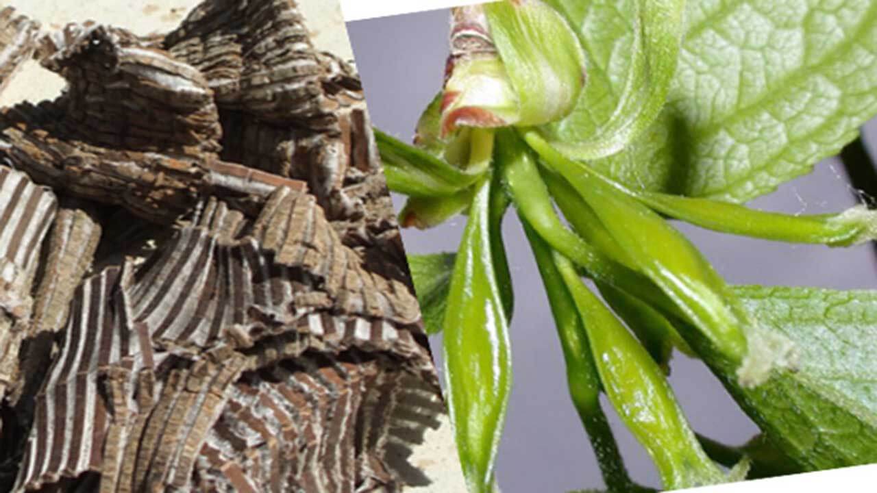 Đỗ trọng - Cây thuốc quý trong lĩnh vực xương khớp - Khớp An Việt