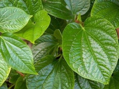 Lá lốt chữa bệnh gì? Tác dụng và tác hại của lá lốt? Mua ở đâu