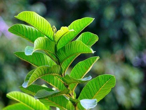 10 công dụng của lá ổi với sức khỏe đường ruột tuyệt vời hơn bạn tưởng