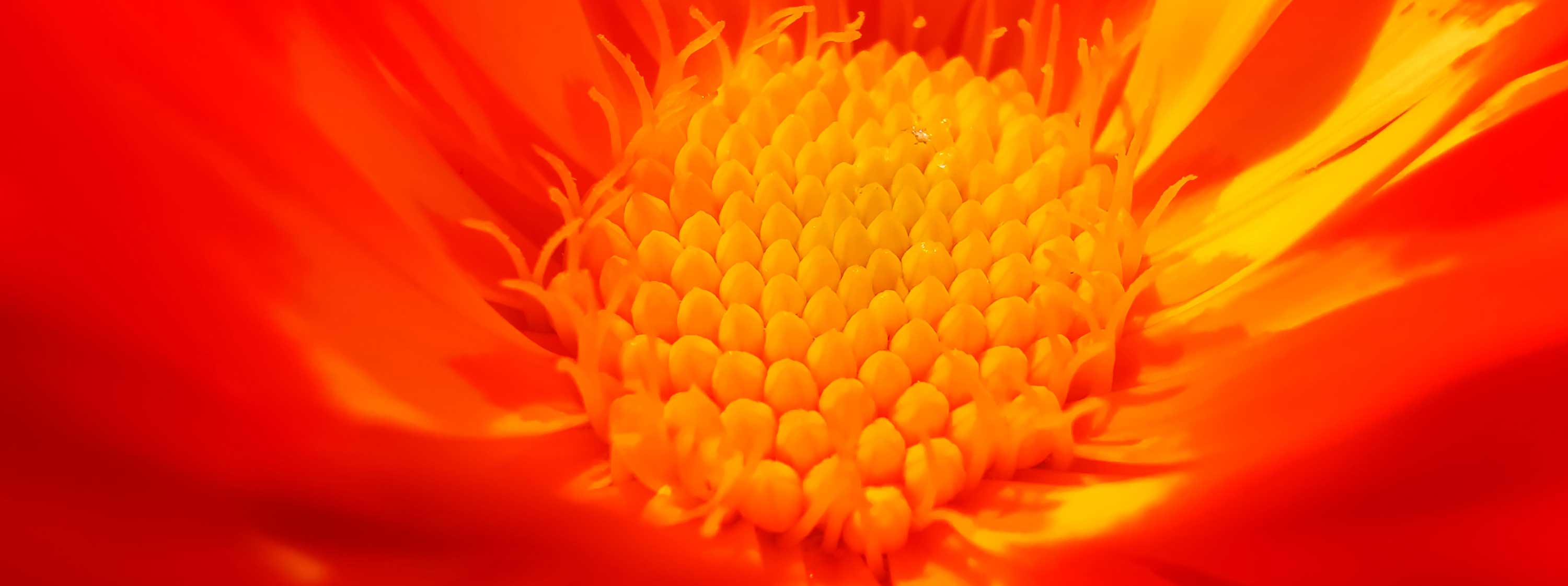 the center of a flower showing a glowing beautiful collection of orange bulbs - I imagine this is what your core values look like