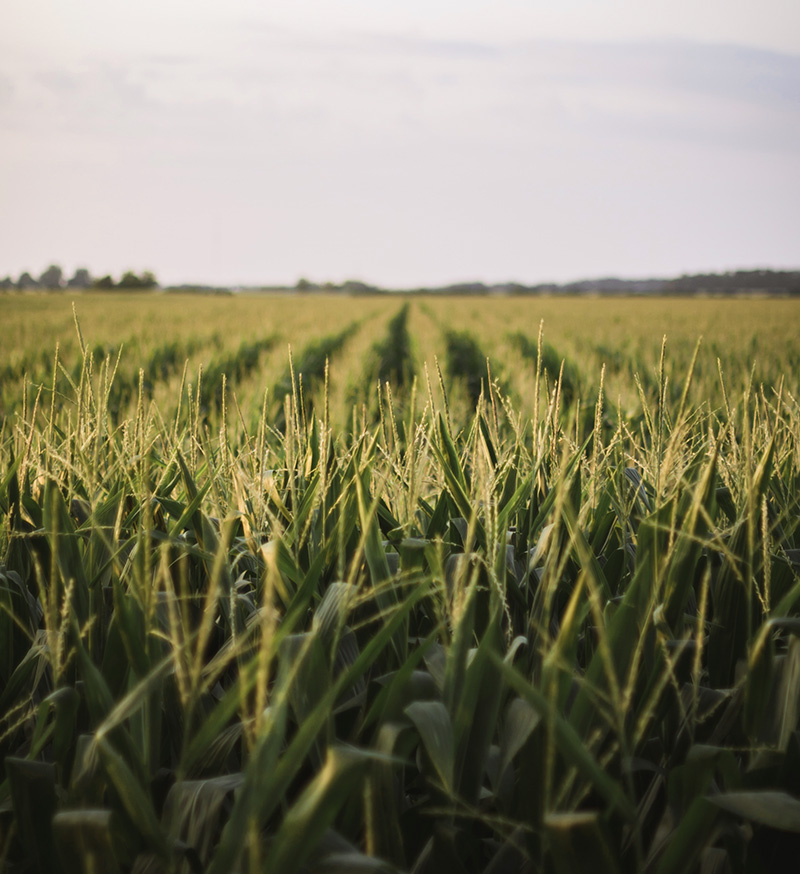 Channel Seed Products Pro Ag Supply