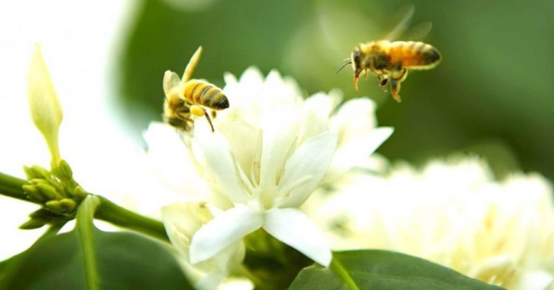 Sản lượng hoa cà phê lớn nên mật ong có giá rẻ