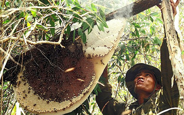 Mật ong rừng nguyên chất là loại được lấy từ những tổ ong hoang dã