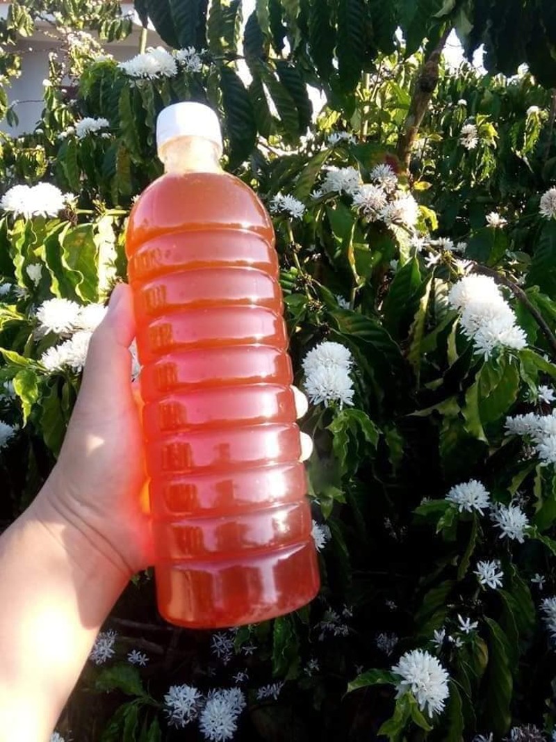Mật ong hoa cà phê đặc trưng của Tây Nguyên