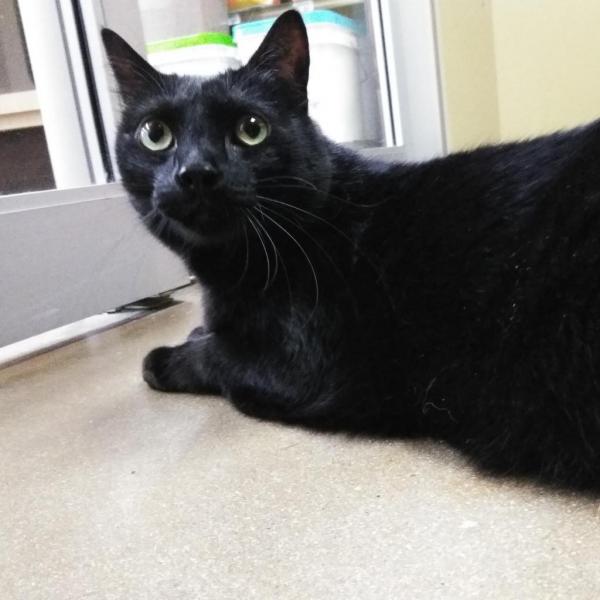 Oscar