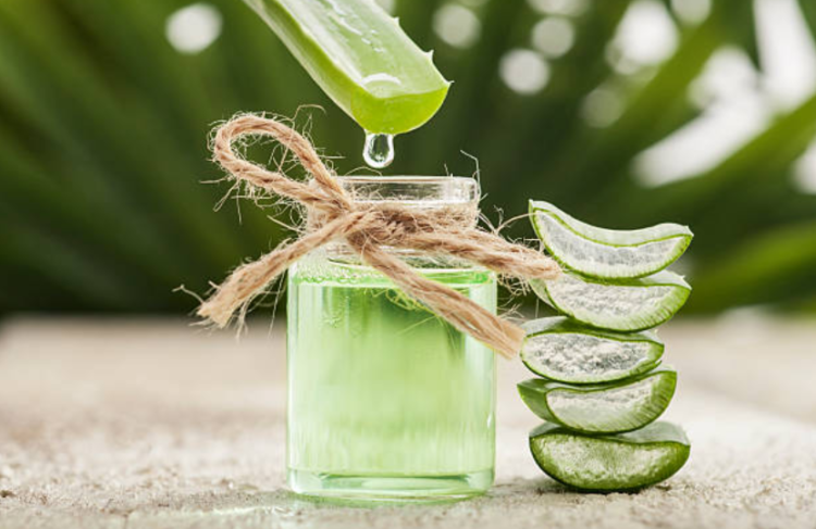 Cách trị sưng môi bằng lô hội