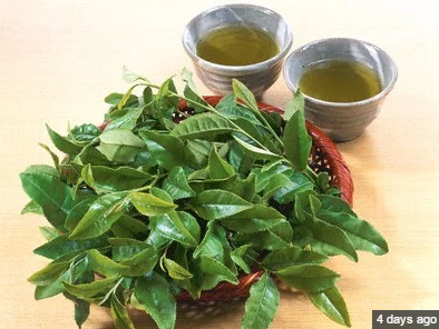Cách chữa gout hiệu quả bằng lá vối tươi