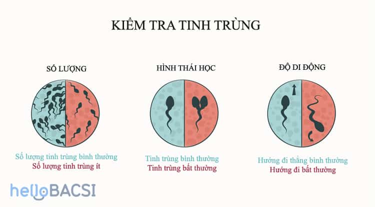 Thế nào là tinh trùng yếu?