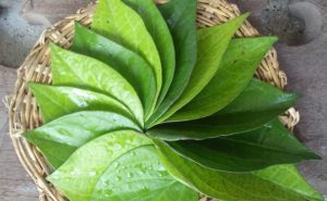 Cách chữa ngứa vùng kín bằng lá trầu không