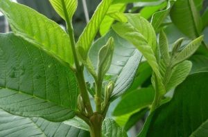 Mẹo trị viêm ngứa vùng kín bằng lá ổi