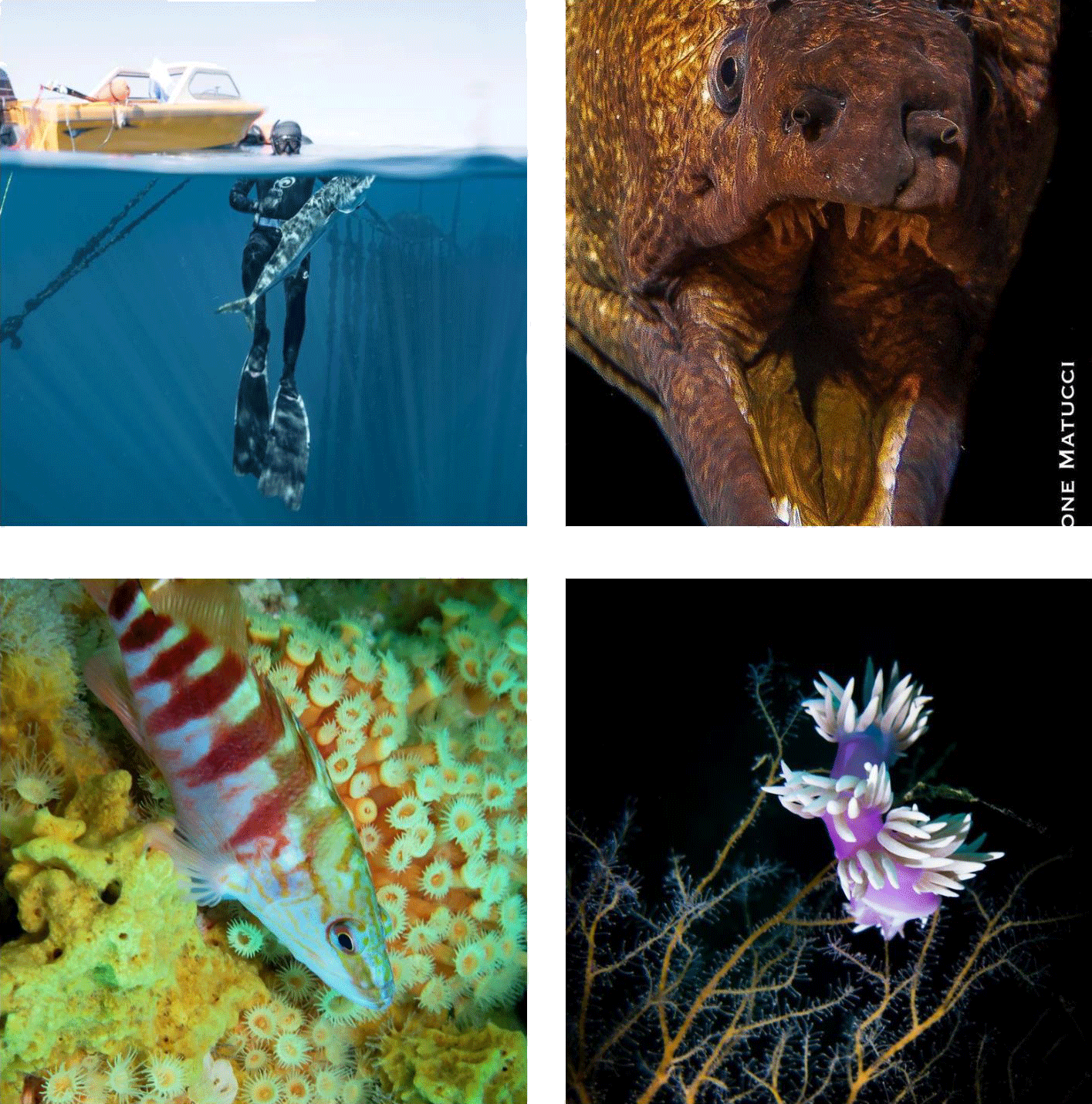 NZ Underwater photo competition