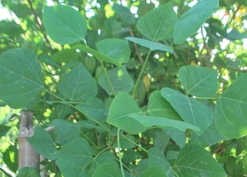 Điều trị bệnh trĩ ngoại bằng lá vông