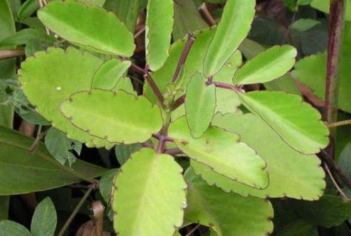 Lá bỏng chữa bệnh trĩ ngoại