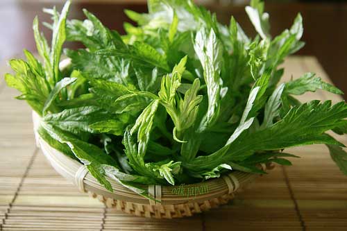 Chữa viêm âm đạo bằng lá ngải cứu