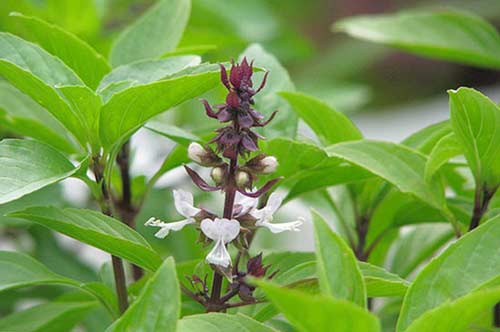 Chữa viêm âm đạo bằng lá húng quế