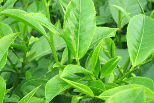 Chữa viêm cổ tử cung bằng lá chè xanh