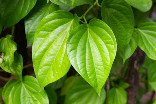 Chữa viêm cổ tử cung bằng lá trầu không
