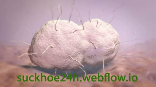 Vi khuẩn lậu Neisseria Gonorrhoeae