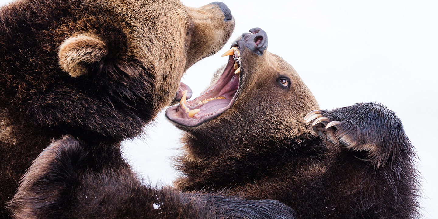 Close up photo of two bears fighting face to face - Photo by Zdeněk Macháček