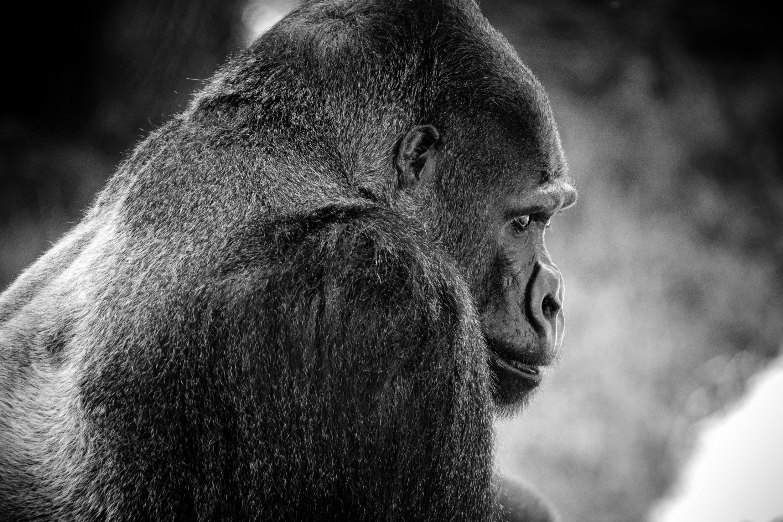 Silverback.jpg