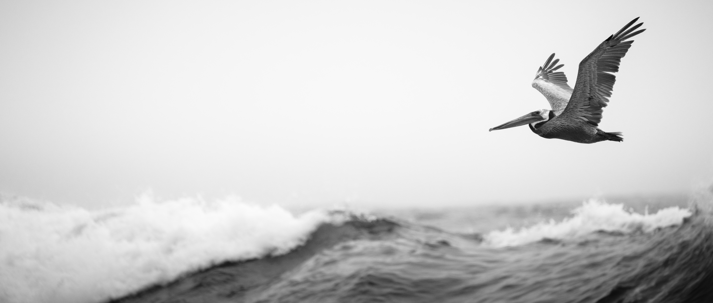 Pelican.jpg