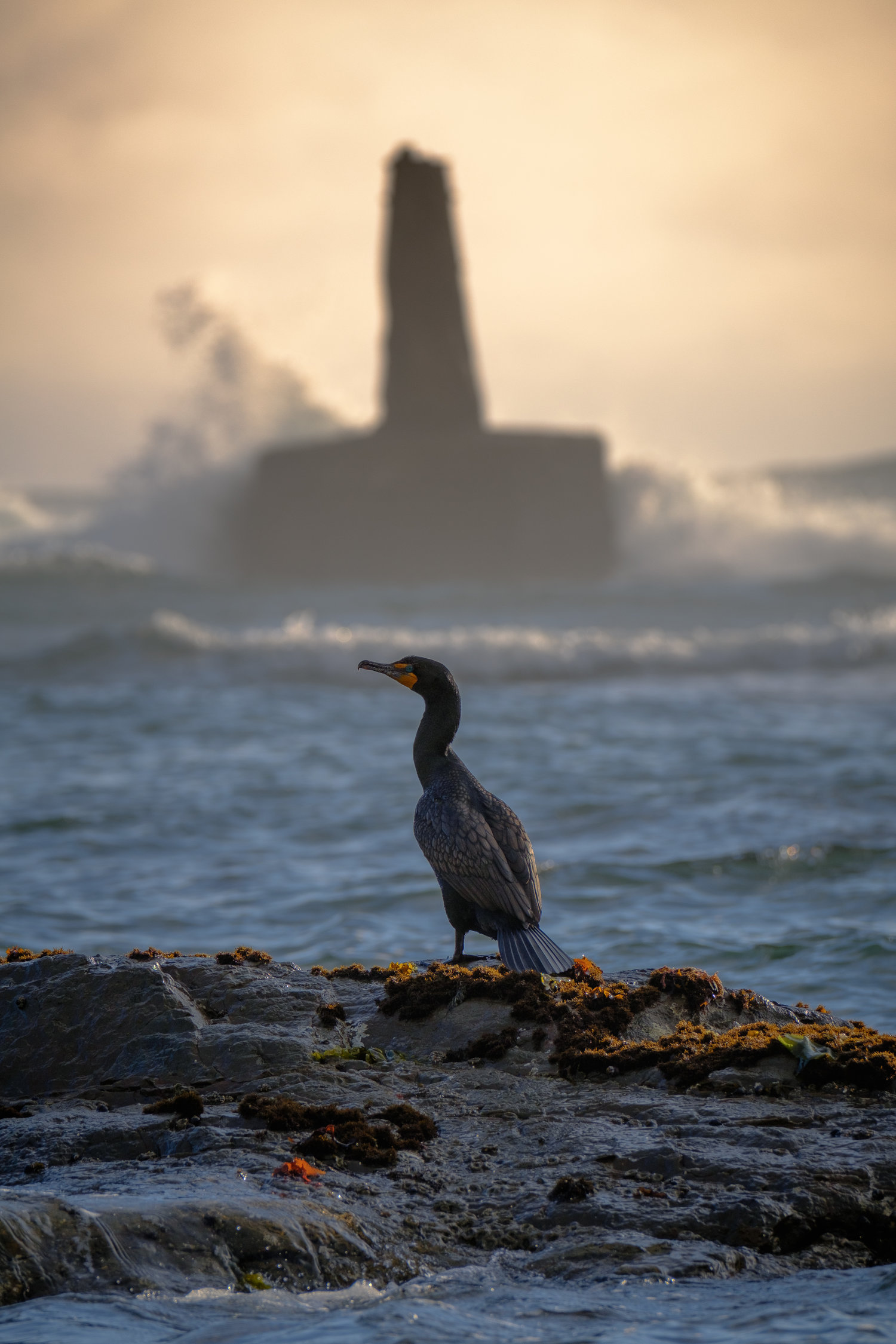Cormorant.jpg