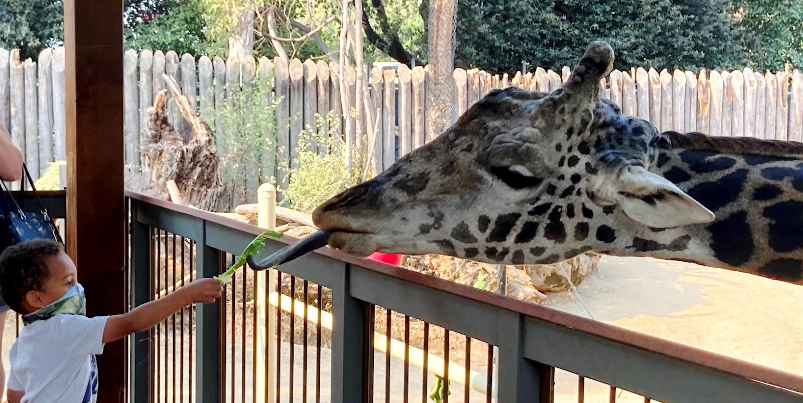 What to Do in Sacramento, CA