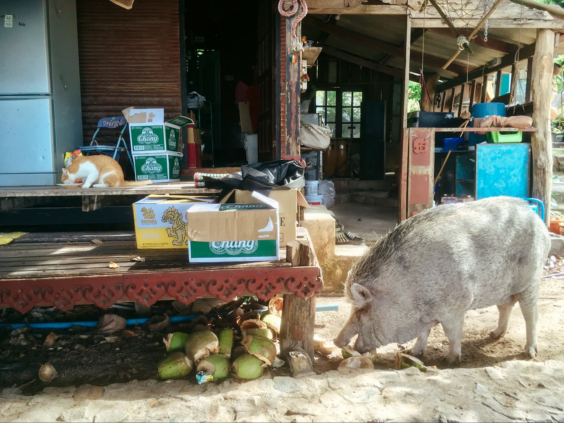 a cat and pig eating lunch in koh phangan, thailand