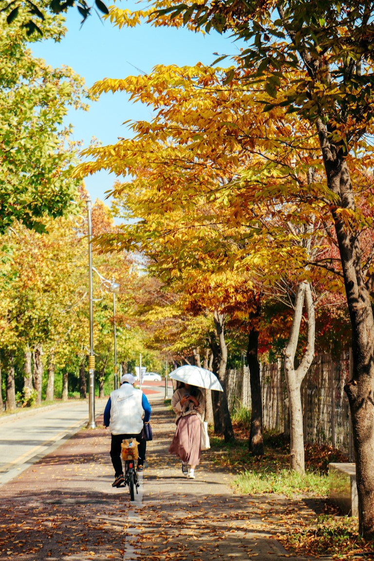 beautiful yellow and orange fall leaves in jeonju