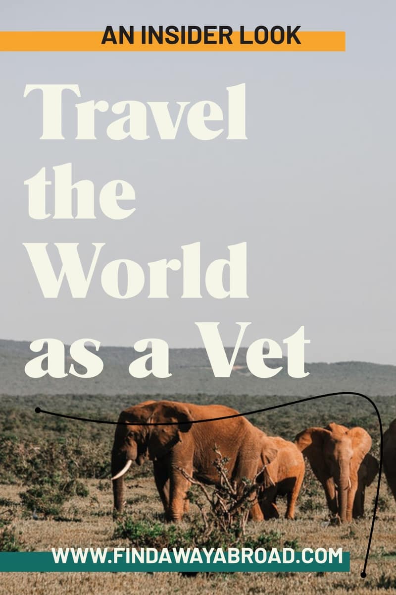 How to work abroad as a Veterinary Nurse