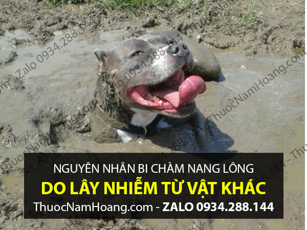 Nguyên nhân chàm nang lông