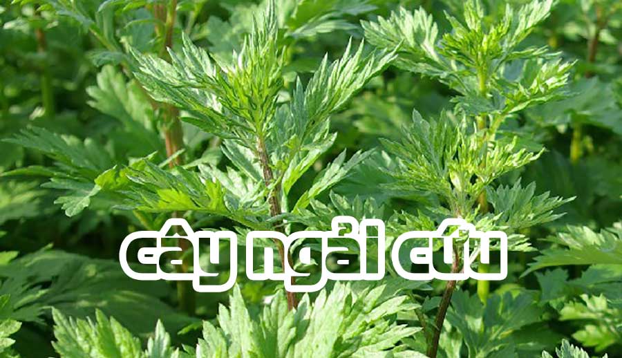 cây ngải cứu trị viêm âm đạo