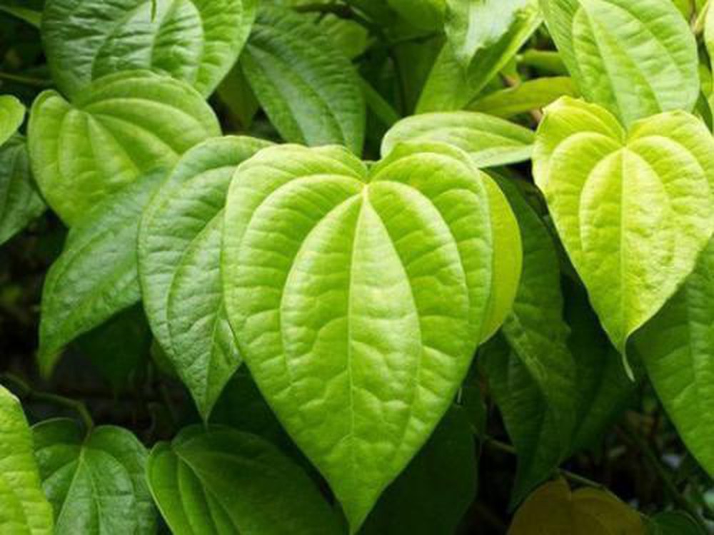 cách trị móng tay bị ăn sâu vào thịt là trầu không