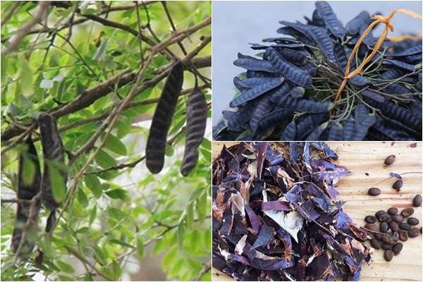 bồ kết chữa hắc lào