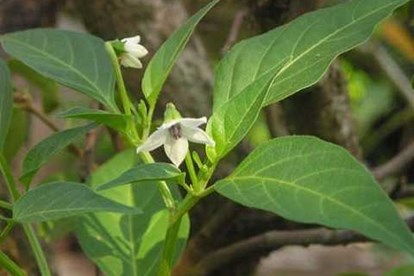 dùng lá ớt để trị vảy nến toàn thân