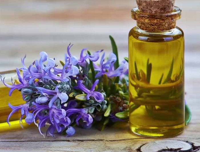 cách mọc tóc cho người hói bằng hương thảo