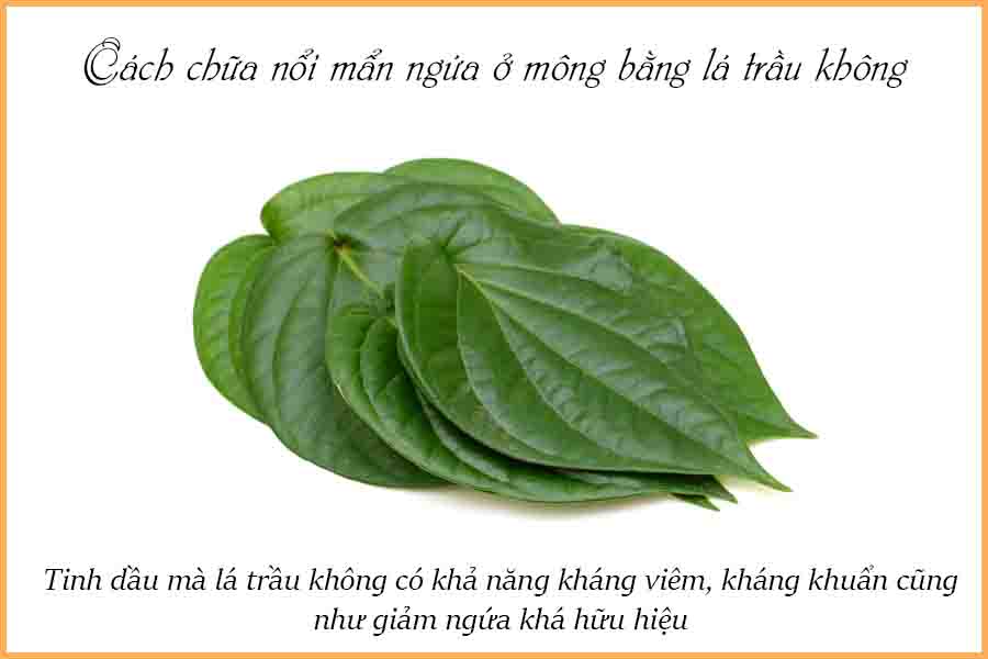 lá trầu không trị nổi mẫn ngứa ở mông