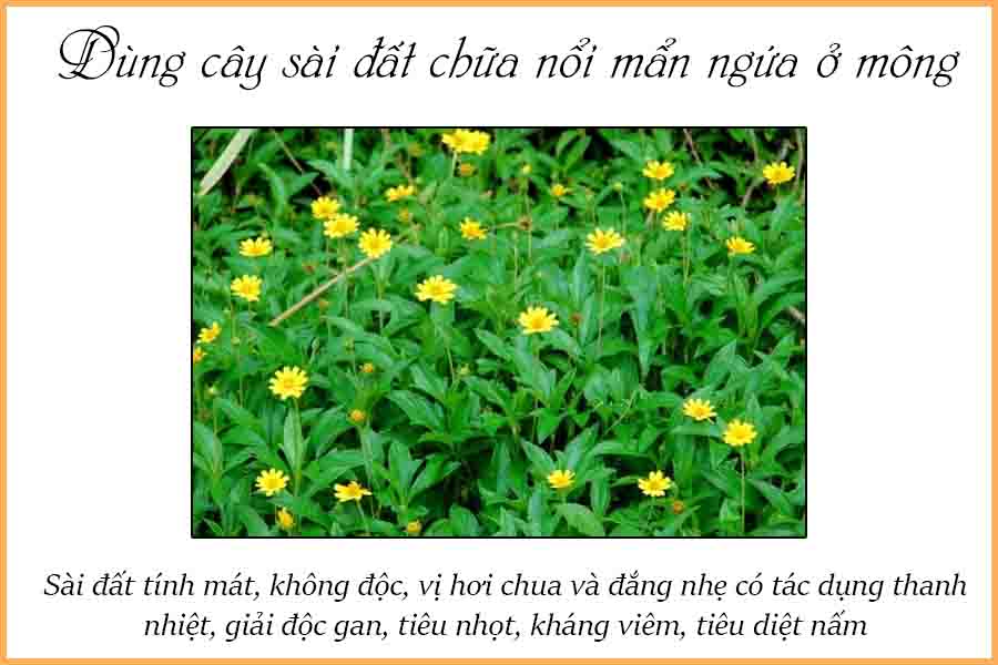 Cây sài đất có tác dụng trị nổi mẩn ngứa