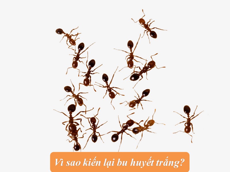 huyết trắng có kiến bu