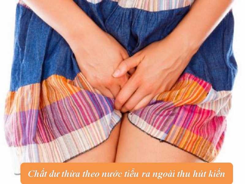 Chất thải dư của cơ thể khiến cho khí hư bị kiến bâu